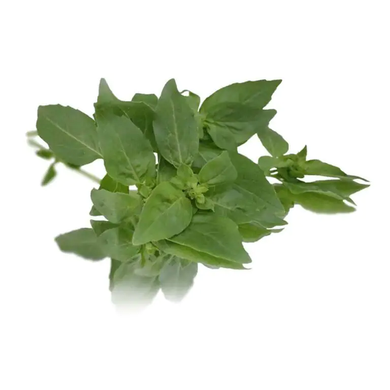 collins-nurtured-Basil 100g.webp